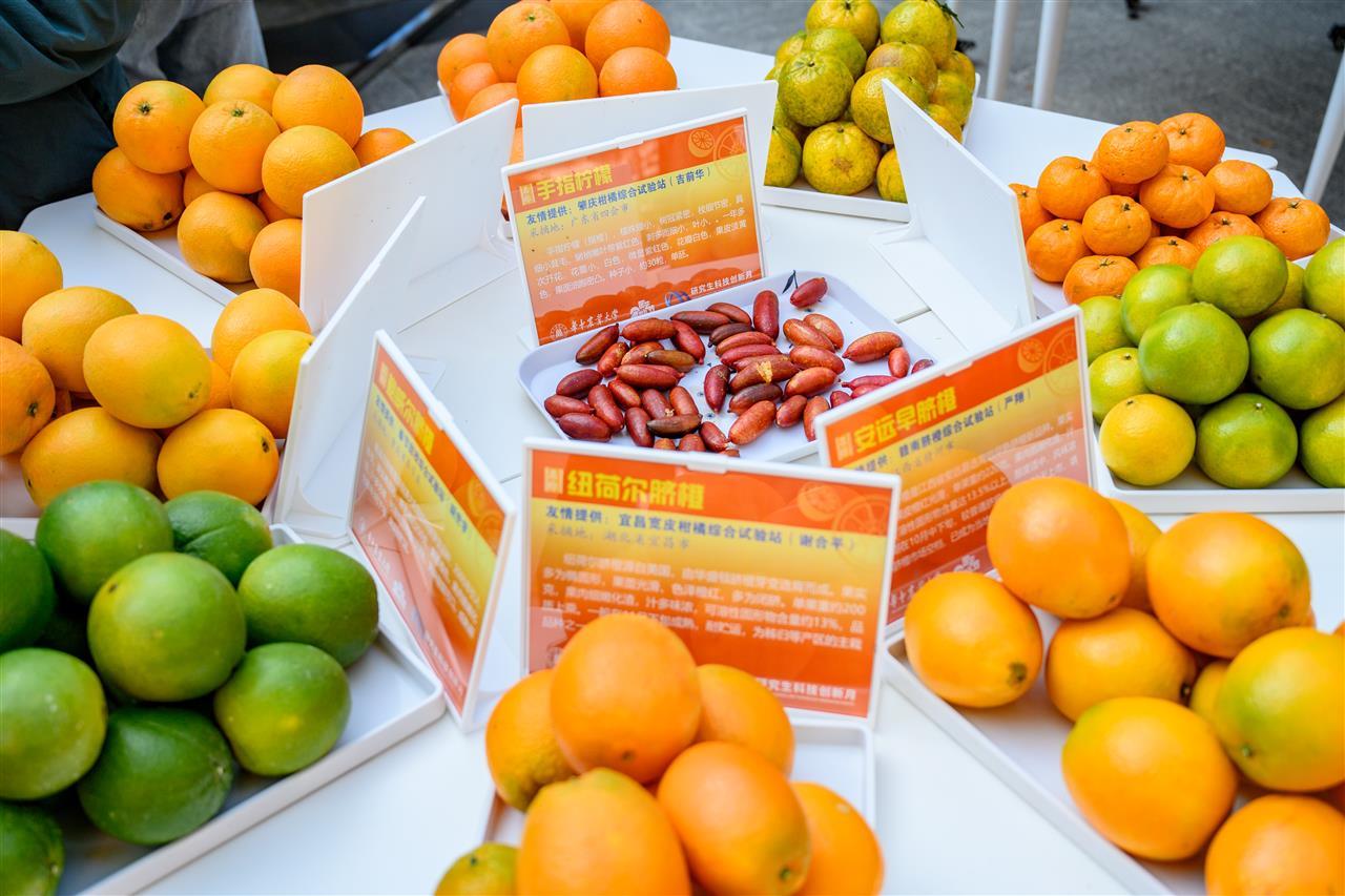 4 柑橘展示区（学通社记者 李亚珊 摄）-2.jpg