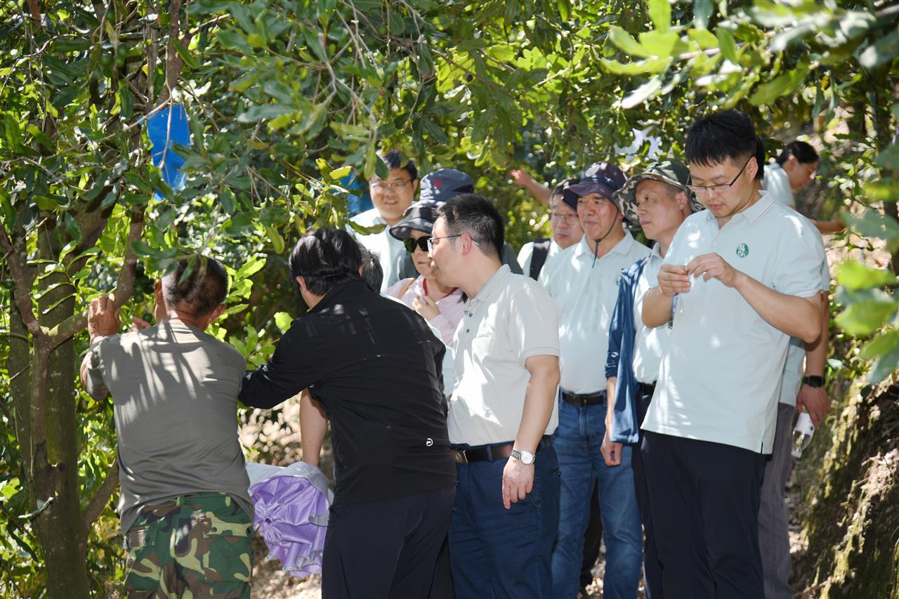 8 穿梭坚果“林间”，了解临沧坚果种植情况（徐行 摄）.JPG